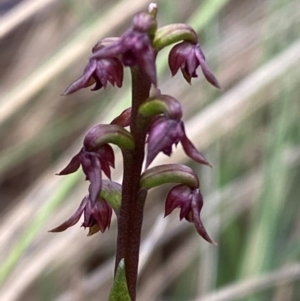 Corunastylis nuda at Namadgi National Park - suppressed