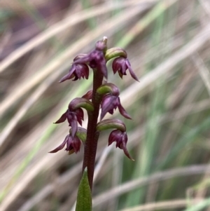 Corunastylis nuda at Namadgi National Park - suppressed