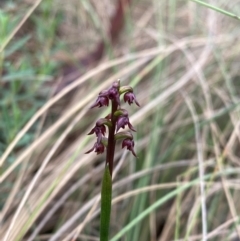 Corunastylis nuda at Namadgi National Park - suppressed