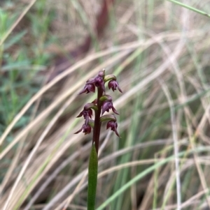 Corunastylis nuda at Namadgi National Park - suppressed