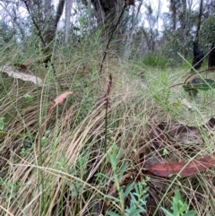 Corunastylis nuda at Namadgi National Park - suppressed