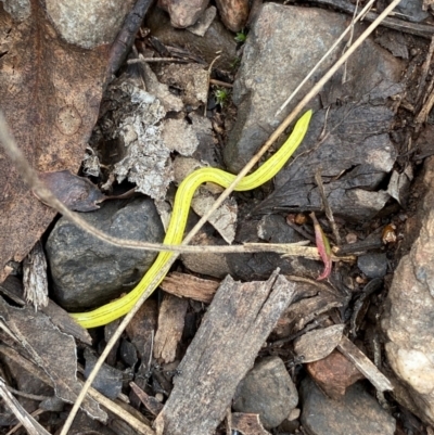 Caenoplana sulphurea (A Flatworm) at Booth, ACT - 14 Jan 2024 by Tapirlord