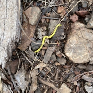 Caenoplana sulphurea at Namadgi National Park - 14 Jan 2024