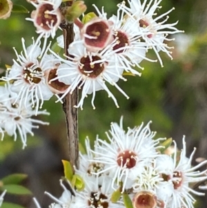 Kunzea peduncularis at Namadgi National Park - 14 Jan 2024 12:32 PM