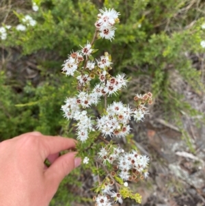 Kunzea peduncularis at Namadgi National Park - 14 Jan 2024 12:32 PM