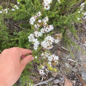 Kunzea peduncularis at Namadgi National Park - 14 Jan 2024 12:32 PM