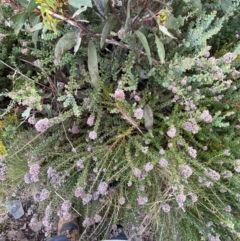 Dichelachne micrantha at Namadgi National Park - 14 Jan 2024