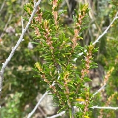 Pomaderris phylicifolia subsp. ericoides (Narrow-leaf Pomaderris) at Namadgi National Park - 14 Jan 2024 by Tapirlord