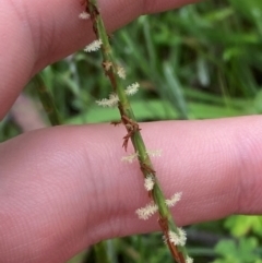 Hemarthria uncinata (Matgrass) at Booth, ACT - 13 Jan 2024 by Tapirlord