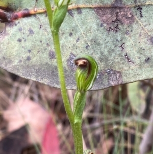 Speculantha multiflora at Namadgi National Park - suppressed