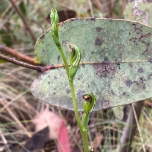 Speculantha multiflora at Namadgi National Park - suppressed