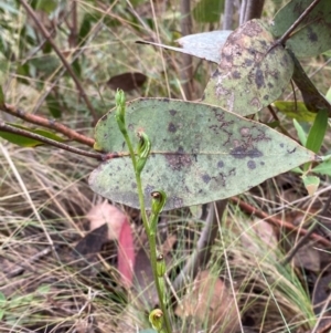 Speculantha multiflora at Namadgi National Park - suppressed