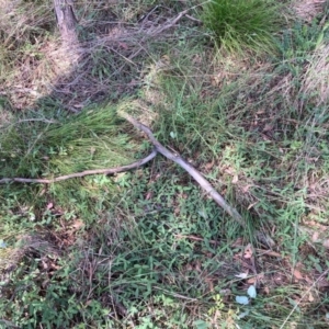 Glycine tabacina at Mount Majura - 19 Feb 2024