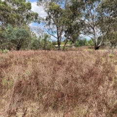 Hypericum perforatum (St John's Wort) at Watson, ACT - 19 Feb 2024 by waltraud