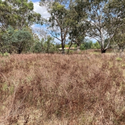 Hypericum perforatum (St John's Wort) at Watson, ACT - 19 Feb 2024 by waltraud