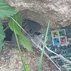 Latrodectus hasselti at Hughes Garran Woodland - 21 Feb 2024 07:15 PM