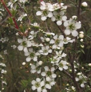 Leptospermum continentale at The Pinnacle - 3 Dec 2023