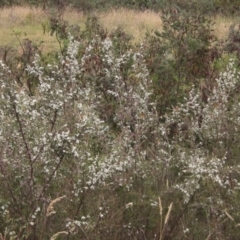 Leptospermum continentale at The Pinnacle - 3 Dec 2023