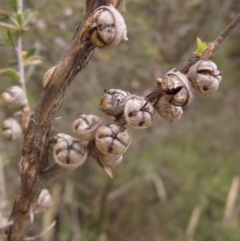 Leptospermum continentale at The Pinnacle - 3 Dec 2023