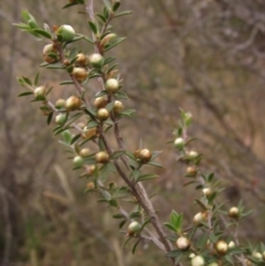 Leptospermum continentale at The Pinnacle - 3 Dec 2023