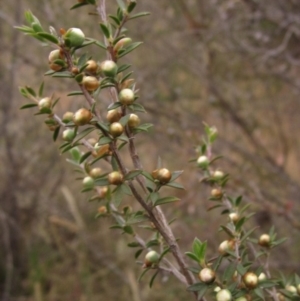 Leptospermum continentale at The Pinnacle - 3 Dec 2023