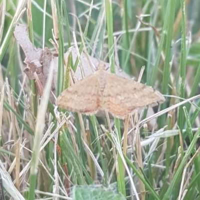 Scopula rubraria (Reddish Wave, Plantain Moth) at Red Hill to Yarralumla Creek - 21 Feb 2024 by GarranCubs