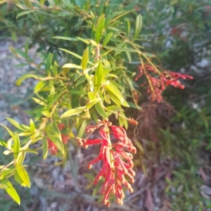 Grevillea sp. at Hughes Garran Woodland - 21 Feb 2024