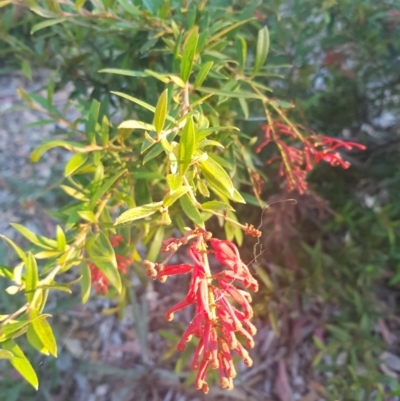 Grevillea sp. (Grevillea) at Red Hill to Yarralumla Creek - 21 Feb 2024 by GarranCubs