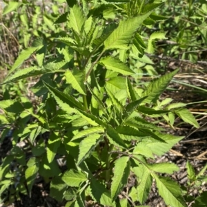 Bidens pilosa at Molonglo River Reserve - 22 Feb 2024