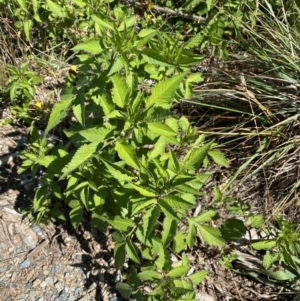 Bidens pilosa at Molonglo River Reserve - 22 Feb 2024