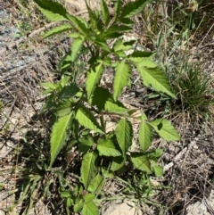 Bidens pilosa at Molonglo River Reserve - 22 Feb 2024