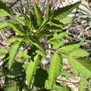 Bidens pilosa at Molonglo River Reserve - 22 Feb 2024