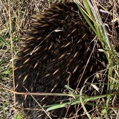 Tachyglossus aculeatus (Short-beaked Echidna) at Denman Prospect, ACT - 22 Feb 2024 by SteveBorkowskis