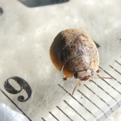 Trachymela sp. (genus) (Brown button beetle) at Emu Creek Belconnen (ECB) - 21 Feb 2024 by JohnGiacon