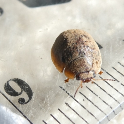Trachymela sp. (genus) (Brown button beetle) at Emu Creek Belconnen (ECB) - 21 Feb 2024 by JohnGiacon