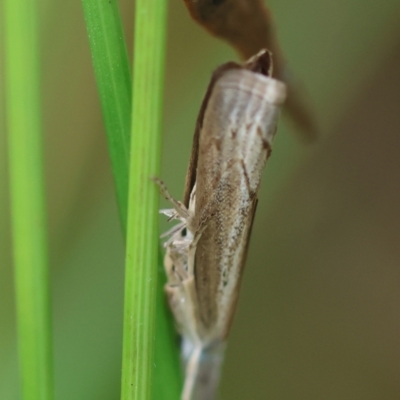 Culladia cuneiferellus (Crambinae moth) at Hughes, ACT - 19 Feb 2024 by LisaH
