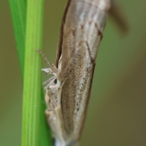 Culladia cuneiferellus at Hughes Grassy Woodland - 20 Feb 2024