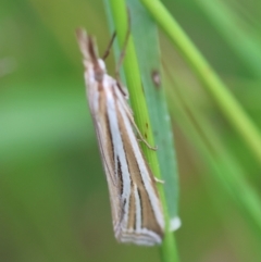 Hednota relatalis (A Crambid moth) at Hughes, ACT - 19 Feb 2024 by LisaH