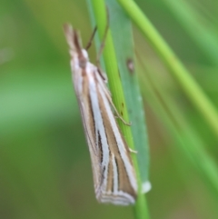 Hednota relatalis (A Crambid moth) at Red Hill to Yarralumla Creek - 19 Feb 2024 by LisaH