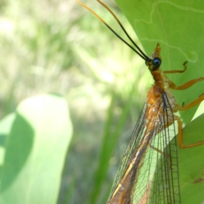 Nymphes myrmeleonoides (Blue eyes lacewing) at Emu Creek - 21 Feb 2024 by JohnGiacon