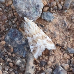 Hellula hydralis (Cabbage Centre Moth) at Hughes, ACT - 21 Feb 2024 by LisaH