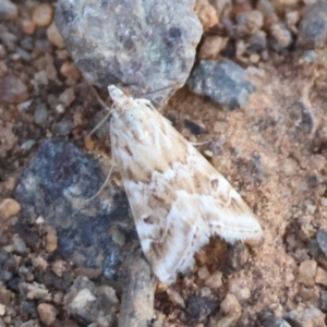 Hellula hydralis at Red Hill to Yarralumla Creek - 21 Feb 2024