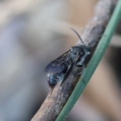 Unidentified Wasp (Hymenoptera, Apocrita) at Hughes Grassy Woodland - 22 Feb 2024 by LisaH
