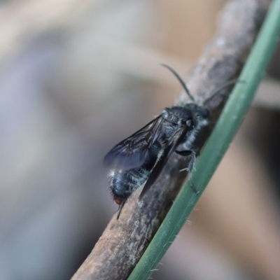 Unidentified Wasp (Hymenoptera, Apocrita) at Hughes Grassy Woodland - 22 Feb 2024 by LisaH