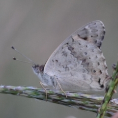 Junonia villida (Meadow Argus) at Red Hill Nature Reserve - 21 Feb 2024 by LisaH