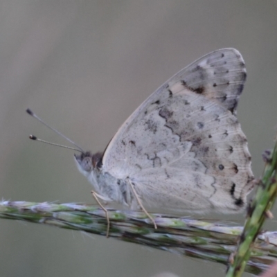 Junonia villida (Meadow Argus) at Red Hill Nature Reserve - 21 Feb 2024 by LisaH