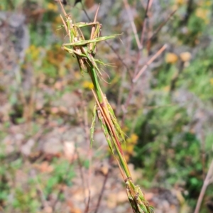 Cymbopogon refractus at Scrivener Hill - 22 Feb 2024