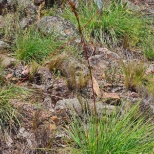 Cymbopogon refractus at Scrivener Hill - 22 Feb 2024