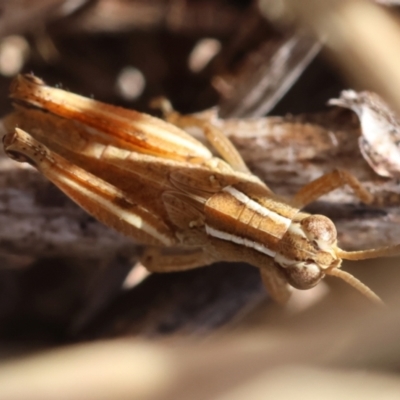 Phaulacridium vittatum (Wingless Grasshopper) at Hughes, ACT - 22 Feb 2024 by LisaH