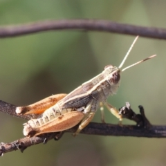 Phaulacridium vittatum (Wingless Grasshopper) at Hughes Grassy Woodland - 22 Feb 2024 by LisaH